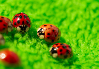 little red ladybugs on green fabric close up micro shot