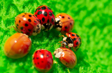 little red ladybugs on green fabric close up micro shot