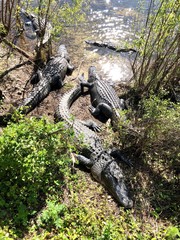 A flock of alligators in the bushes by the river. Big Cypress, Florida