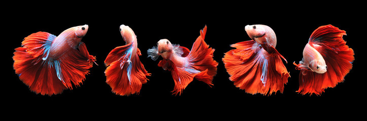 Betta fish, siamese fighting fish, betta splendens isolated on black background,
fish on black background, Multi color Siamese fighting fish,