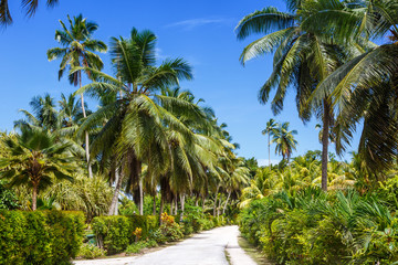 Fototapeta na wymiar Palms Seychelles La Digue path vacation holidays paradise symbolic image palm