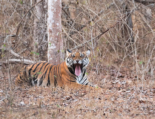 Aggressive Tiger in royal look, angry tiger open mouth and pulling tong out. tiger Gape.