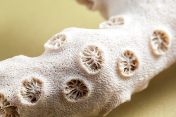 Coral texture macro photo. Ivory white coral structure closeup. Abstract macro background. Dead coral surface with structure elements for water filtration.