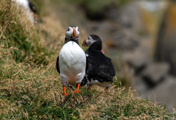 The Atlantic puffin, also known as the common puffin