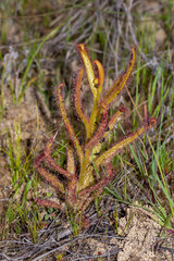Drosera cistiflora north od Nieuwoudtville, Northern Cape, South Africa