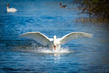 mute swan landing