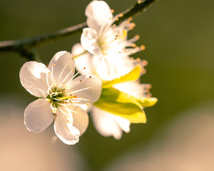 apple tree blossom