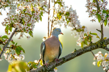 pigeon between the blossom