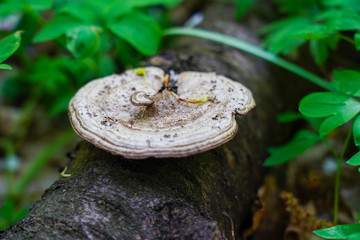 tree mushroom