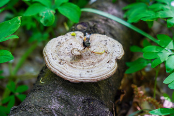 tree mushroom