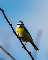 blue tit on branch