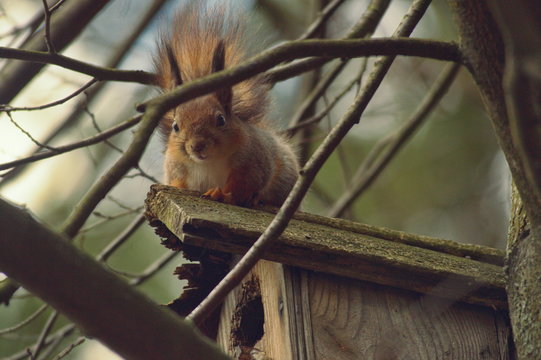 squirrel in parck