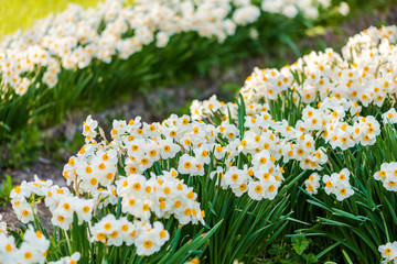 Blooming white daffodils in rows. Botany / gardening concept. Springtime flowers.