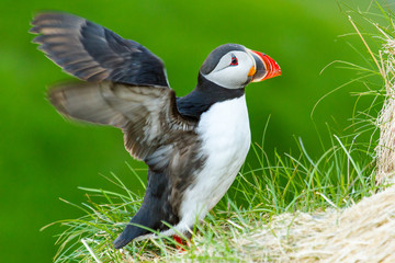 Papageitaucher (Fratercula arctica) auf Island