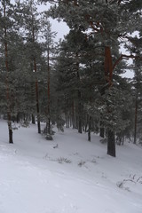 bosque nevado