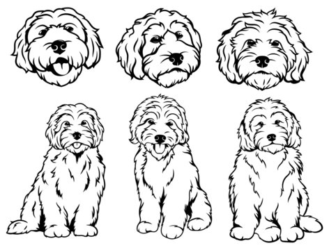 Set of  dog breeds Goldendoodle. Collection of vector portraits of Goldendoodle dogs. Print for clothes. Black and white drawing illustration of a fluffy dog. Tattoo Grodl.