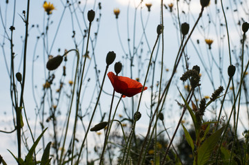 poppy flowers in the field  on sky background 
