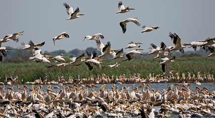 A huge cluster of white pelicans on the island of Ermakov, Ukraine, the Danube Delta