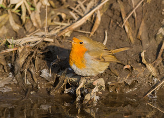 Very close up photo of european robin  sits on the shore of water in soft evening light