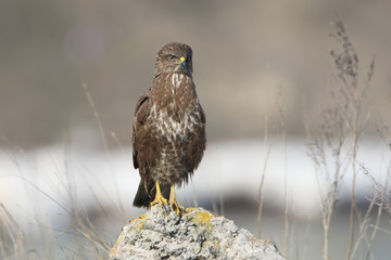 Close up photo of common buzzard sits on the stone with a snow