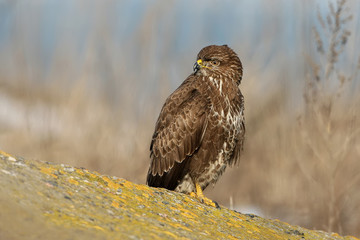 Close up photo of common buzzard sits on the stone with a snow