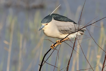 One adult night heron sits on a branch on blurred background