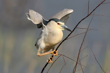 One adult night heron sits on a branch on blurred background