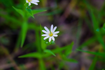 White wild flower