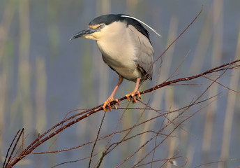 One adult night heron sleeps after a long flight on a branch on blurred background