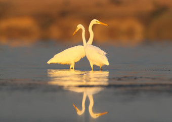 Two great white herons fish in calm water in the soft morning light on a blurred background of the distant shore