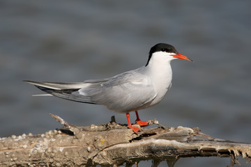 Common tern sits on the large branch against blurred water background