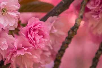 pink flowers in spring