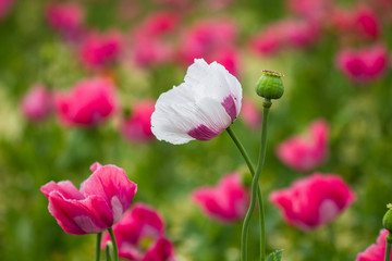 Fototapeta premium Schlafmohn (Papaver somniferum), Schlafmohn Anbau in Deutschland