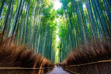 Arashiyama bamboo forest in Kyoto Japan. One of the famous scenic point of Japan.