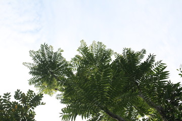 Obraz premium The phanorama of nature in our country