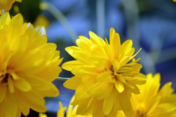 yellow flower