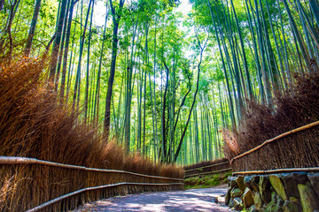 Arashiyama bamboo forest in Kyoto Japan. One of the famous scenic point of Japan.