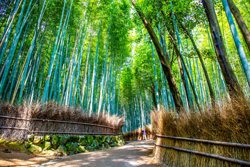 Arashiyama bamboo forest in Kyoto Japan. One of the famous scenic point of Japan.