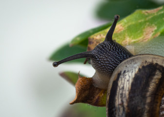 Chiocciola marrone macro che mangia una foglia