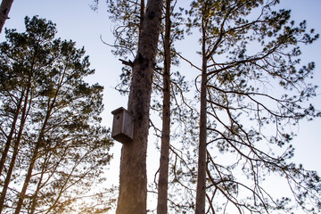Birdhouse in a pine forest on a tree. Birdhouses in the forest. Bird box in nature against blue sky