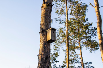 Birdhouse in a pine forest on a tree. Birdhouses in the forest. Bird box in nature against blue sky
