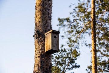 Birdhouse in a pine forest on a tree. Birdhouses in the forest. Bird box in nature against blue sky