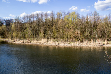Ukranian landscape in the forest. Pine forest with a river name Psel in city Sumy. Pine trees on a river bank in Ukraine. Beautiful river called Psel