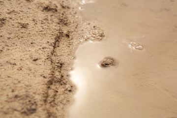 A frog in a puddle. merges with the color of dirt