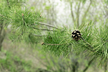 forest, pine cone