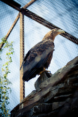cage hawk in the zoo