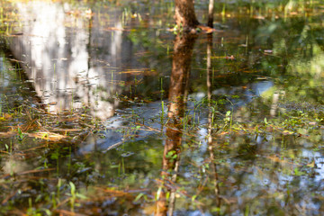 waterfall in the forest
