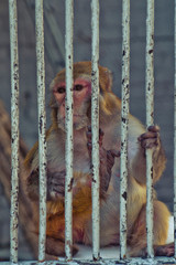 monkey in a cage at the zoo