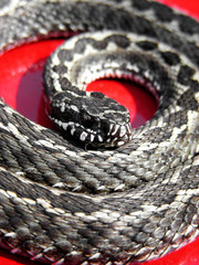 Gray snake or red background. The snake twisted in rings. Red danger