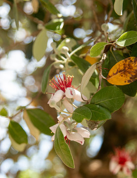 Feijoa Flowers On A Tree Branch